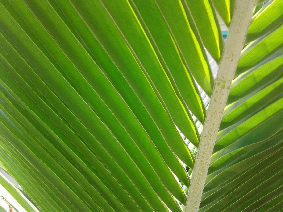Beach Island Resort Cocoa Beach Εξωτερικό φωτογραφία